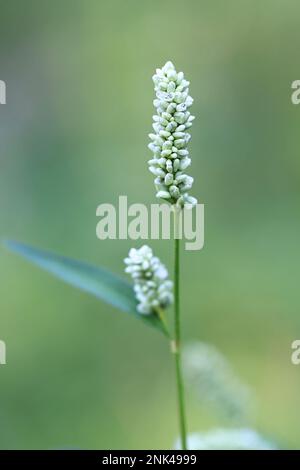 Pallido Persicaria, Persicaria lapatifolia, noto anche come Curlytop annodweed, pale smartweed o Willow weed, pianta selvatica dalla Finlandia Foto Stock