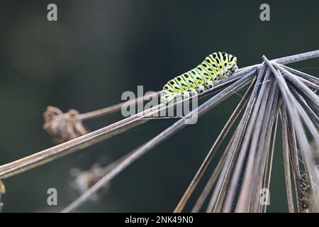 Papilio machaon, bruco del vecchio mondo Swallowtail, farfalla dalla Finlandia Foto Stock