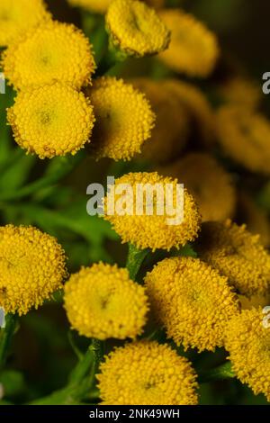 Tansy è una pianta erbacea perenne fioritura usata nella medicina popolare. Foto Stock