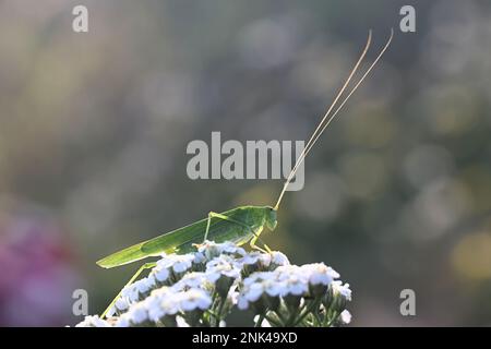 Phaneroptera falcata, comunemente noto come falcetto-cuscinetto cespuglio-cricket Foto Stock