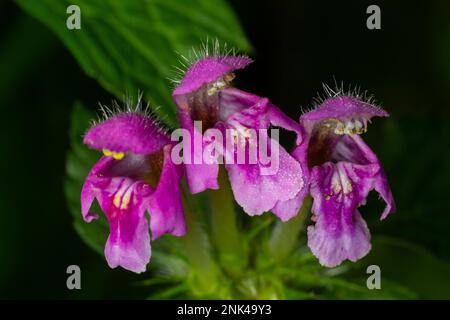 Fiori rosa di maculatum maculatum maculatum maculatum macchiato di ortica morta. Lamium maculatum fiori primo piano shot focus locale. Foto Stock