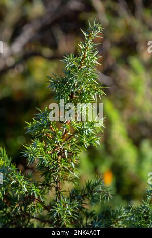 Juniperus communis, il ginepro comune, è una specie di conifere della famiglia Cupressaceae. Rami di ginepro comune Juniperus communis su una b verde Foto Stock