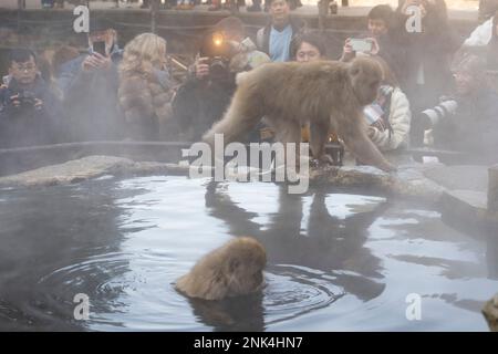 12 febbraio 2023, Yamanochi, Prefettura di Nagano, Giappone: Turisti, viaggiatori e visitatori. Osservando le famosissime Nagano Snow Monkeys che si riscaldano vicino alle sorgenti termali vulcaniche in una giornata invernale al di sotto della temperatura di congelamento. Jigokudani Yaen-Koen, o Parco delle scimmie delle nevi, è una popolare destinazione turistica. Situato nelle Alpi giapponesi, i visitatori possono osservare i macachi giapponesi o le scimmie della neve, rilassandosi nelle sorgenti termali di onsen durante i mesi invernali. Fauna selvatica, natura, inverno, zoo, nazionale geografico, sul turismo, non lasciare traccia, l'ambiente. (Credit Image: © Taidgh Barron/ZUMA Press Wire) EDITO Foto Stock