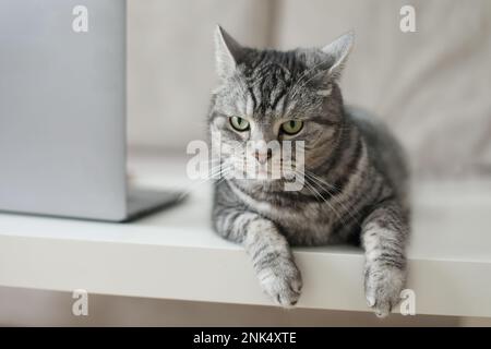 scozzese gatto grigio dritto che lavora al computer a casa online Foto Stock