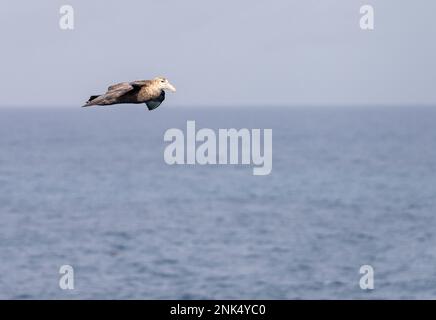 Uccello di petrolio gigante del sud che sorvola lungo la nave nell'Atlantico del sud vicino alle Isole Falkland Foto Stock