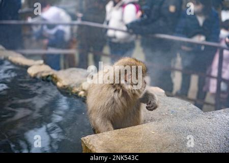 12 febbraio 2023, Yamanochi, Prefettura di Nagano, Giappone: Turisti, viaggiatori e visitatori. Osservando le famosissime Nagano Snow Monkeys che si riscaldano vicino alle sorgenti termali vulcaniche in una giornata invernale al di sotto della temperatura di congelamento. Jigokudani Yaen-Koen, o Parco delle scimmie delle nevi, è una popolare destinazione turistica. Situato nelle Alpi giapponesi, i visitatori possono osservare i macachi giapponesi o le scimmie della neve, rilassandosi nelle sorgenti termali di onsen durante i mesi invernali. Fauna selvatica, natura, inverno, zoo, nazionale geografico, sul turismo, non lasciare traccia, l'ambiente. (Credit Image: © Taidgh Barron/ZUMA Press Wire) EDITO Foto Stock