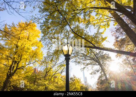Il lampione si erge accanto all'albero di Gingko colorato con foglie autunnali nel Central Park. Foto Stock