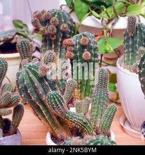 Vari cactus in pentole sul tavolo in camera. Messa a fuoco selettiva Foto Stock
