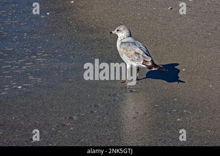 Stopper, specie non riproduttrici, immature, minacciate, Charadruis melodus, shorebird, fauna selvatica, animale, natura, spiaggia di sabbia bagnata, Shadow, Florida, N. Foto Stock