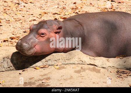 baby ippopotamo in uno zoo a chiang mai (thailandia) Foto Stock