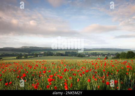Papaveri che crescono nell'angolo di un campo di grano vicino al villaggio di Hindon nel Wiltshire. Foto Stock