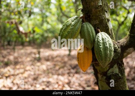 AGBOVILLE, Costa d'Avorio. 23rd Feb, 2023. I baccelli di cacao pendono da un albero su una piantagione di cacao. Il contenitore giallo è pronto per la raccolta. Visita del Ministro federale del lavoro Heil e del Ministro federale della cooperazione e dello sviluppo economico Schulze in Ghana e in Costa d'Avorio. Credit: Christophe Gateau/dpa/Alamy Live News Foto Stock