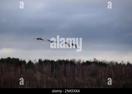 Una matassa di Anser Gray Lag Geese che sorvola gli alberi nella riserva naturale RSPB Old Moor vicino a Barnsley, South Yorkshire UK Foto Stock