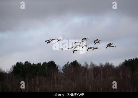 Una matassa di Anser Gray Lag Geese che sorvola gli alberi nella riserva naturale RSPB Old Moor vicino a Barnsley, South Yorkshire UK Foto Stock