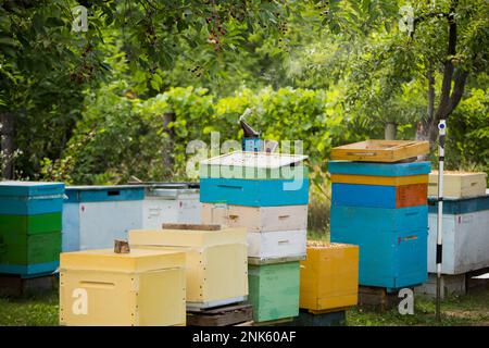 Apiario tra alberi da frutto. Alveari multiscafo con api da miele raccolta nettare in estate. Api che volano via per raccolto di miele Foto Stock