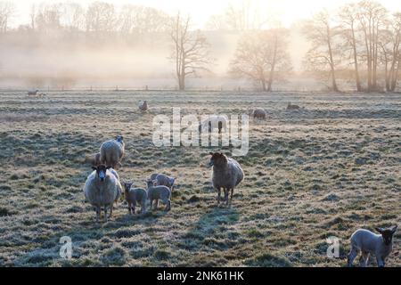 Pecore e agnelli nel gelo a Sutton Mandeville, vicino a Tisbury nel Wiltshire. Foto Stock