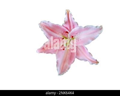 bellissimo fiore rosa giglio isolato su sfondo bianco Foto Stock