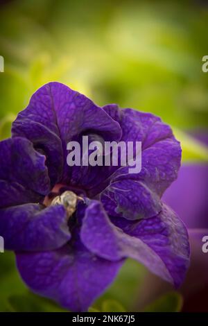 petunia sono fiori annuali popolari per aggiungere colore istantaneo ad un giardino. Foto Stock