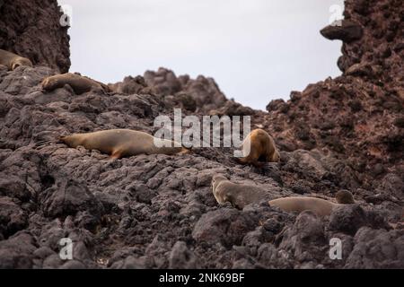 Le foche del nuovo Zealandfur dormono sulle scogliere rocciose di Taiaroa dirigersi all'entrata del Porto di Otago vicino a Port Chalmers, Nuova Zelanda. Foto Stock