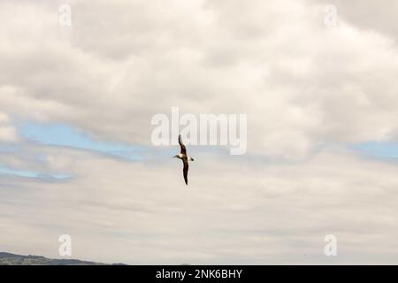 Bullers albatross in volo sul Porto di Ortago sull'isola meridionale della Nuova Zelanda. Foto Stock