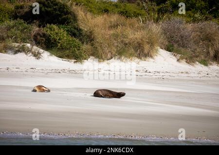 Leoni marini della Nuova Zelanda o Hookers che dormono sulla spiaggia sabbiosa nel porto di Otago vicino a Port Chalmers, Nuova Zelanda. Foto Stock