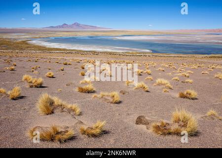 Salar de Tara, Altiplano, Puna, il deserto di Atacama. Region de Antofagasta. Cile Foto Stock