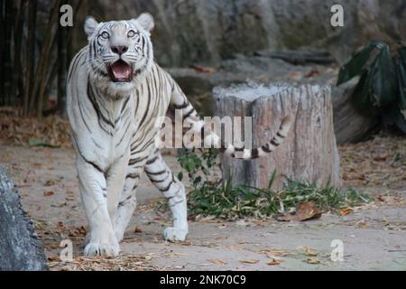 tigre bianca in uno zoo a chiang mai (thailandia) Foto Stock