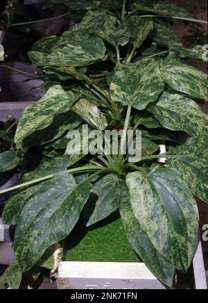 'Tropica Marble Queen' è una selezione variegata di Echinodorus cordifolius, la Burhead Creeping o 'Radican Sword' Foto Stock