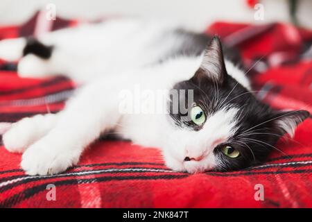 Giovane gatto bianco e nero di razza mista rilassarsi sotto tartan lana rossa plaid. Concetto di cura degli animali domestici. Festa invernale. Copia carta regalo spazio. Foto Stock