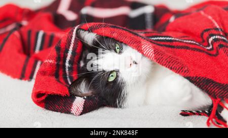 Giovane gatto bianco e nero di razza mista rilassarsi sotto tartan lana rossa plaid. Concetto di cura degli animali domestici. Festa invernale. Copia carta regalo spazio. Foto Stock