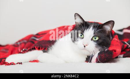 Giovane gatto bianco e nero di razza mista rilassarsi sotto tartan lana rossa plaid. Concetto di cura degli animali domestici. Festa invernale. Copia carta regalo spazio. Foto Stock