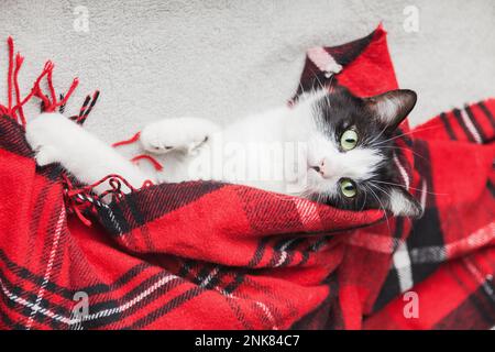 Giovane gatto bianco e nero di razza mista rilassarsi sotto tartan lana rossa plaid. Concetto di cura degli animali domestici. Festa invernale. Copia carta regalo spazio. Foto Stock