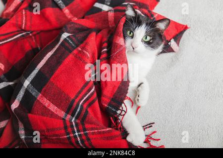 Giovane gatto bianco e nero di razza mista rilassarsi sotto tartan lana rossa plaid. Concetto di cura degli animali domestici. Festa invernale. Copia carta regalo spazio. Foto Stock