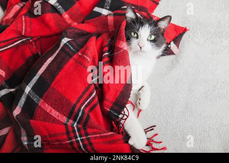 Giovane gatto bianco e nero di razza mista rilassarsi sotto tartan lana rossa plaid. Concetto di cura degli animali domestici. Festa invernale. Copia carta regalo spazio. Foto Stock