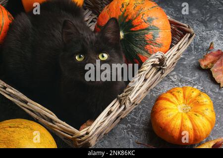 Verde occhi gatto nero e zucche arancio in legno rustico cesto rurale su sfondo grigio cemento con foglie autunno giallo secco caduto. Immagine vista dall'alto. Foto Stock