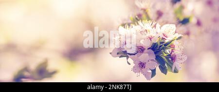 Sfondo primavera, panorama, banner - fiori di mela sullo sfondo di un giardino fiorito, primo piano con spazio per il testo Foto Stock