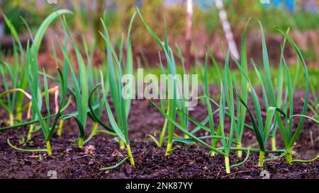 Aglio. Giovani germogli d'aglio nel letto di primavera Foto Stock