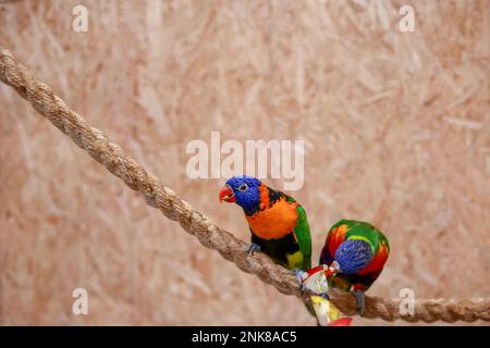 Due pappagalli colorati seduti su una corda su uno sfondo sfocato Foto Stock