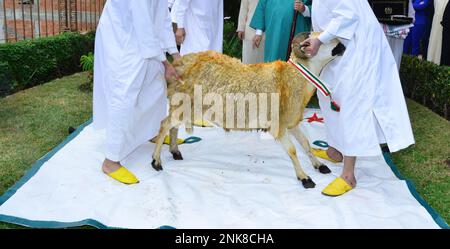 EID al-Adha in Marocco. Gli uomini catturano la pecora Eid in preparazione alla macellazione Foto Stock