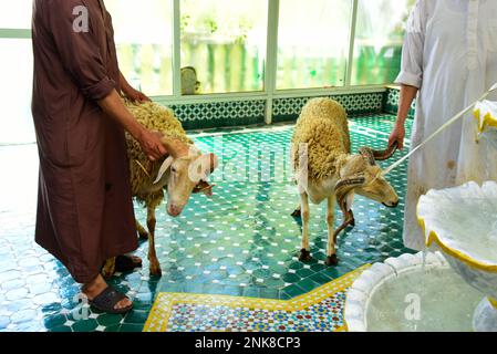 EID al-Adha in Marocco. Gli uomini catturano la pecora Eid in preparazione alla macellazione Foto Stock