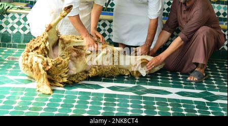 EID al-Adha in Marocco. Gli uomini catturano la pecora Eid in preparazione alla macellazione Foto Stock