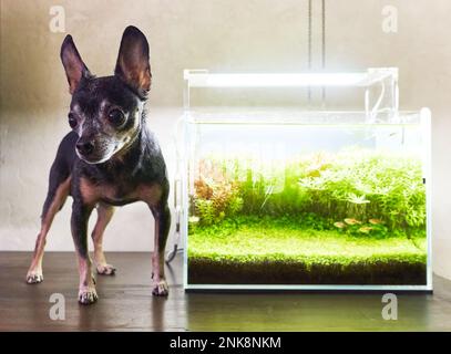 Un piccolo cane giocattolo terrier si trova sul tavolo accanto ad un acquario di acqua dolce con piante vive. Foto Stock