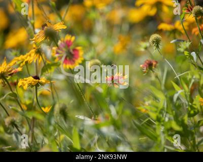 Api in un prato di fiori selvatici Foto Stock