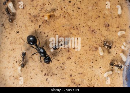 Formella regina e formiche operaio mietitore, uova formiche su una piattaforma in gesso di una fattoria di formiche acriliche. Foto Stock