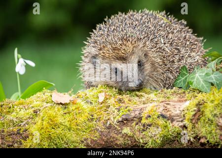 Riccio, nome scientifico: Erinaceus europaeus. Primo piano di un riccio selvaggio, nativo, che emerge dall'ibernazione in primavera con una sola nevicata. Foto Stock