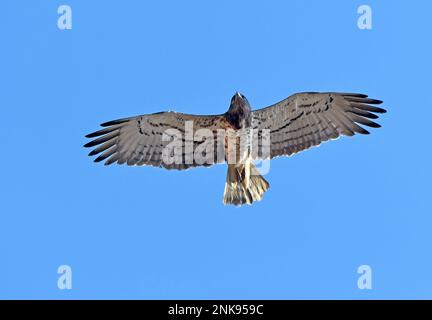Aquila di serpente a punta corta Circaetus gallicus in volo Foto Stock