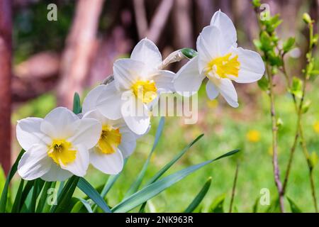 Narcisi. Fiori bianchi delicati in primavera. Una vista ravvicinata Foto Stock