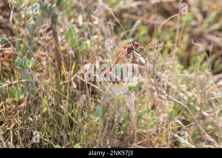 Libellula rossa su un'erba secca nel giardino. Macro. Foto macro Foto Stock