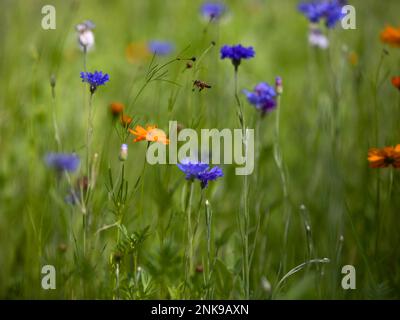Farfalla in prato di fiori selvatici Foto Stock
