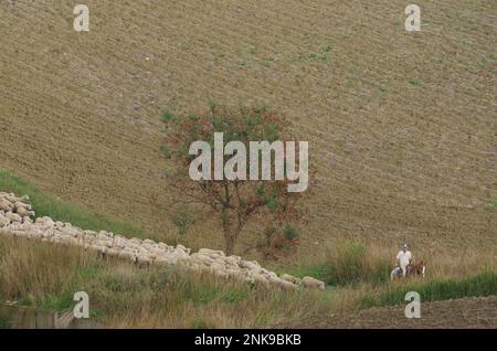 Molise - Italia - 30 novembre 2014 - il pastore a cavallo con i suoi cani conduce un gregge di pecore a pascolare in campagna Foto Stock